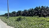 Auf der Küstenstraße von Honiara wechseln sich Felder mit Palmöl-Plantagen ab, die von chinesischen Staatsunternehmen betrieben werden.