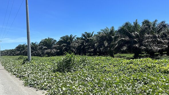 Auf der Küstenstraße von Honiara wechseln sich Felder mit Palmöl-Plantagen ab, die von chinesischen Staatsunternehmen betrieben werden.