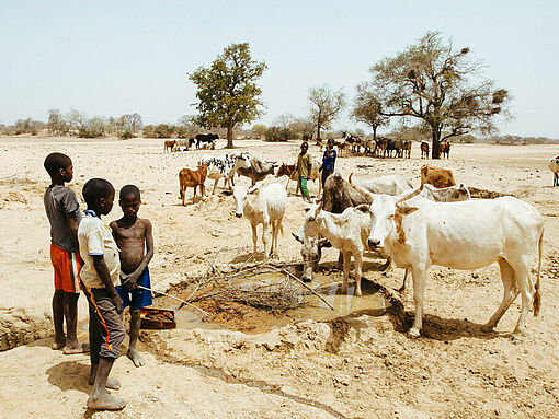 Viehherde an einem kleinen Wasserloch in Burkina Faso.