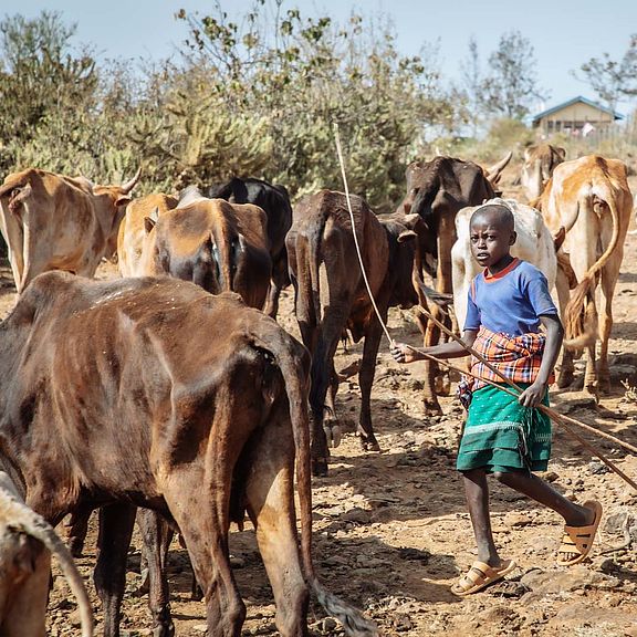 Im Norden Kenias herrscht Dürre- und Wassernot. Die Kühe sind kurz vorm Verhungern. 