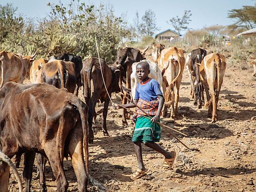 Im Norden Kenias herrscht Dürre- und Wassernot. Die Kühe sind kurz vorm Verhungern. 